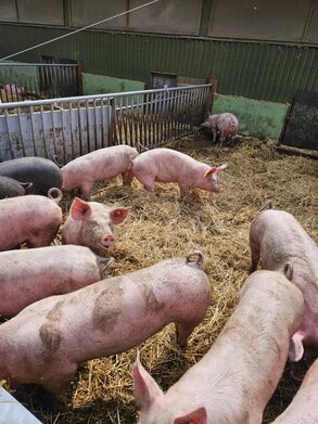 Mastschweine von unserem Lieferanten Biohof Sülzle in Loose.