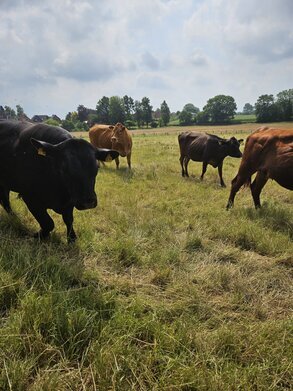 Mastkühe auf der Weide.