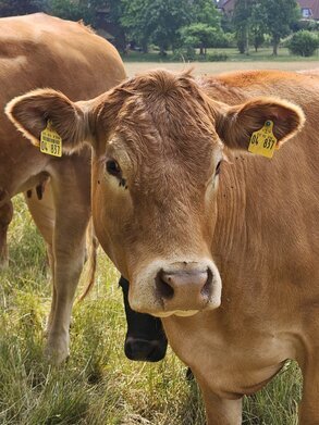 Mastkühe von unseren Lieferanten Biohof Sülzle in Loose.